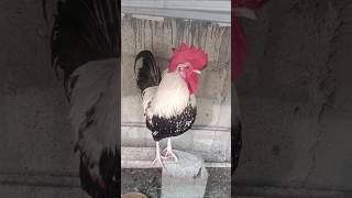 Adorable Rooster Crowing Sounds | Amazing Rooster Crowing Loudly | shorts🐓💕