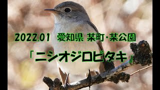 2022.01 愛知県 某町・某公園「ニシオジロビタキ」