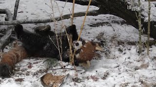 ❄눈 때문에 텐션이 폭팔한 라비.  ❄눈 때문에 행복해요.서울대공원 레서판다