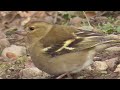 chaffinch in january buchfink im januar cinteză în ianuarie