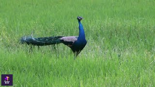 Mesmerizing Peacock Behavior: Courtship Dance, Chasing Rival, and Majestic Strut!