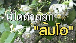 มุมหมอพืช EP.59 : เปิดตาดอกส้มโอ : สนใจติดต่อเพิ่มเติม Line ID : \