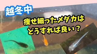 痩せてしまったメダカはどう対応するのか。【めだか】