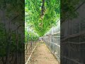 葡萄园的景色多么美丽🍇 viral shorts