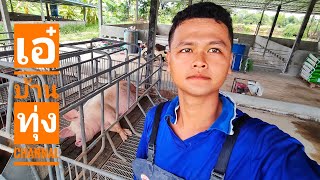 หมูขุน 40 ตัว และปัญหาที่เจอภายในฟาร์ม พ่อพันธุ์-แม่พันธุ์ที่ใช้ในฟาร์มกับฟาร์มหมูบ้านๆ