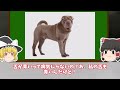 【ゆっくり解説】あなたの愛犬は当てはまってますか？狼に近い犬種top10！【犬を飼う人必須】