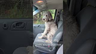 Flynn giving me a side eye, he does like his car rides! #goldendoodle #dogcartroubles #dog