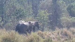 Wild Asian elephants video tape  in Thailand