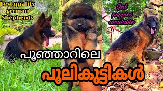 കോട്ടയം പൂഞ്ഞാറിലെ അടിപൊളി ഒരു ജർമ്മൻ ഷെപ്പേർഡ് കെന്നൽ |Best quality German shepherds in kottayam|