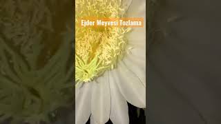 Ejder Meyvesi Elle Tozlama Nasıl Yapılır? (Ejder Meyvesi Üretimi) #ejdermeyvesi #pitaya #dragonfruit