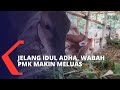 Akibat Wabah PMK, Penjualan Hewan Kurban Ikut Terdampak