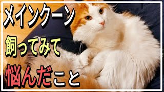 実際メインクーンを飼ってみて悩んだ事 ５選と解決法【後悔しないために】