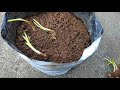 how to grow onion at home മുളച്ച ഉള്ളി പല മൂടുകളായി എങ്ങനെ നടാം onion onion nutrition red onion