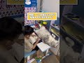 ネコさんの動画見て笑ったら寝ろwwwww 動物　 猫　 ねこ動画