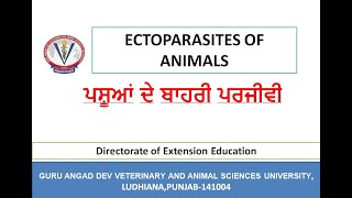 ਪਸ਼ੂਆਂ ਦੇ ਬਾਹਰੀ ਪਰਜੀਵੀ/ Ectoparasites of animals