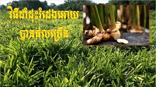 វិធីដាំដុះរំដេងអោយបានផលច្រើន Galangal Growing Techniques