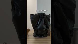 【牛奶是只猫】当假扮成垃圾袋，看看猫咪的反应，没想到。。。