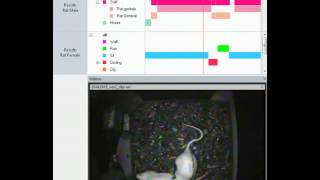 動物行為觀察軟體--大鼠社交行為分析應用展示  Noldus Observer XT
