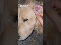 골든리트리버만 6마리 키우는이유 착해도 너무 착해 짱아네가족 3대가사는집 goldenretriever