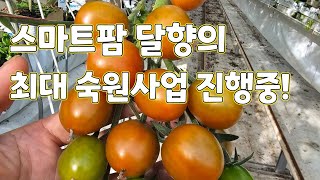 스마트팜 달향의 최대 숙원사업 진행중! 시골...어렵다 ㅇㅓ려워 smart farm