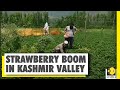 Joy for strawberry farmers in Jammu and Kashmir | Ground Report | WION News