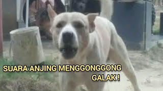 SUARA ANJING MENGGONGGONG | DOG SOUND