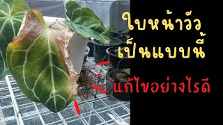 Anthurium​   เกิดปัญหา!!! แก้ไขอย่างไร?