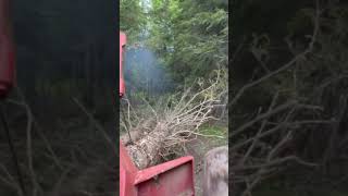 Old timberjack skidder logging so trees #youtubeshorts #trending #video #skidder #timbjack #old