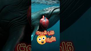 حقائق مذهلة عن قلب الحوت الأزرق 🐋💙