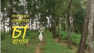 মনোমুগ্ধকর মনিপুর চা বাগান, ফেঞ্ছুগঞ্জ, সিলেট ||Monipur Tea Estate, Fenchuganj , Sylhet ||