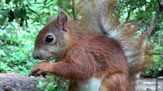 Eichhörnchen Entertainment - Mittagspause | Squirrel Entertainment - Lunch Break