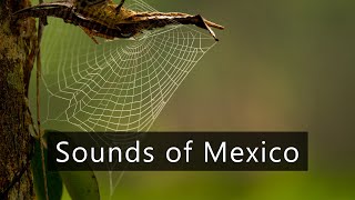 Dusk in the Yucatan - Nature sounds