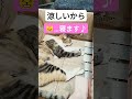 今日の暑さは危険なので、目が離せません 🙅🙅🙅 暑さ対策 猛暑 shorts