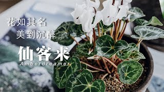 [#15-Amber's Garden花园篇]花期跨越三季室内开花植物推荐|花如其名，美到沉醉的仙客来|养护知识全解析，带你看看植物的不同的阶段|Cyclamen growing tips