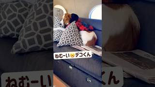 【癒し】うとうと眠たいデコピン #shorts #癒し #デコピン