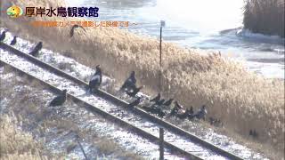 線路上に集まるオオワシ・オジロワシ　2024/12/17