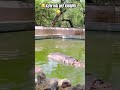 🤣akhir wo hai kon😂 animals funny comedy shortsvideo