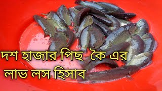 ১০ হাজার পিছ ভিয়েত কৈ মাছ  চাষের  লাভ লসের হিসাব।