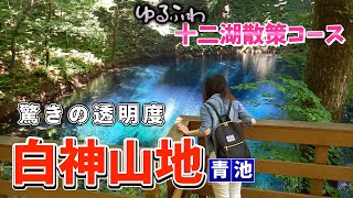 【世界自然遺産　白神山地】ゆるふわ（十二湖散策コース）