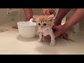 【号泣】生まれて初めてのお風呂に泣き叫ぶ子猫 マンチカン kitten taking a bath for the first time in r life munchkin