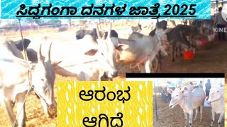 Historic sidda Ganga cattle fair begin2025 @ indian hallikar