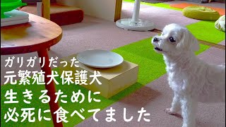 繁殖引退犬保護犬に4年間マテをしつけなかった理由と今しつけようと思う理由/マルチーズ