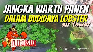 JANGKA WAKTU PANEN DARI LOBSTER AIR TAWAR BIBIT SAMPAI SIZE KONSUMSI