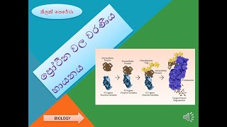 ප්‍රෝටීන වල වරණීය හායනය Selective Degradation of Proteins