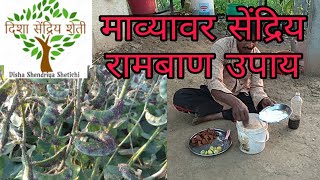 माव्याचे सेंद्रिय नियंत्रण (काळा मावा,पंधरा मावा) 100% rizert organic method mava kid control