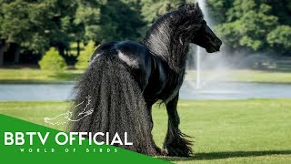 30 Most Beautiful Horses on Planet Earth | Wildlife Documentary | BBTV Official