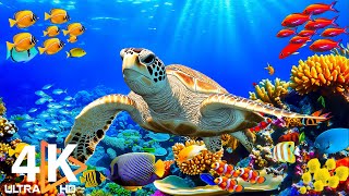 Explore Ocean Wonders - 4K Coral Reefs \u0026 Peaceful Marine Life Documentary