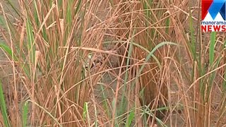 Saline water ruining Paddy farming in Thrissur    | Manorama News