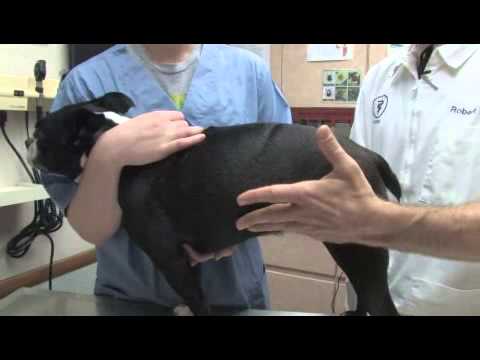 How to Tell if a Dog Is Pregnant How to Tell if a Dog Is Pregnant