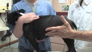 How to Tell if a Dog Is Pregnant